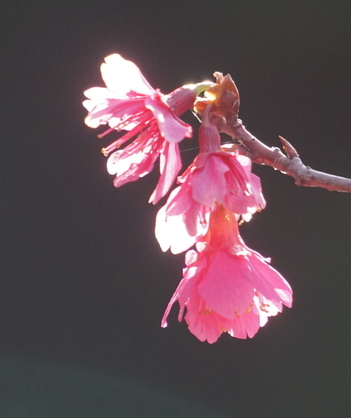 Left Figure Missing