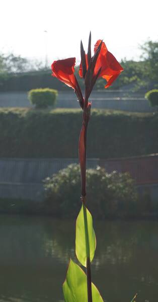 Left Figure Missing